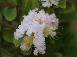 prunus ilicifolia 2021